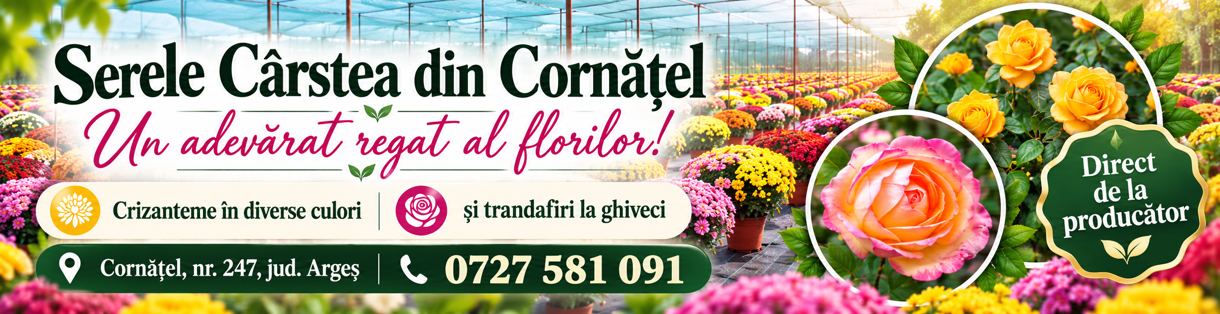 Serele Cârstea din Cornățel, județul Argeș, oferă flori de sezon, crizanteme în diverse culori și trandafiri la ghiveci, direct de la producător.